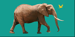 Jogo Online com Sons de Animais